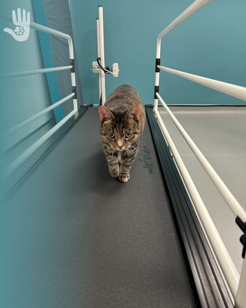 Pudding Exploring our Treadmill
